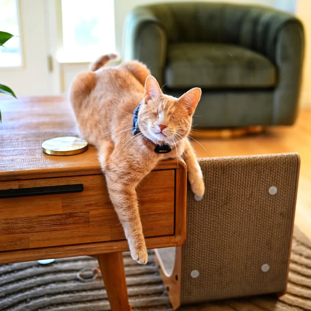 George, Ollie, and Juno making the most of this mellow weekend. Sun is shining. 70 degrees outside. Summer ain't bad on the Kitsap Peninsula. How are things where you are?
