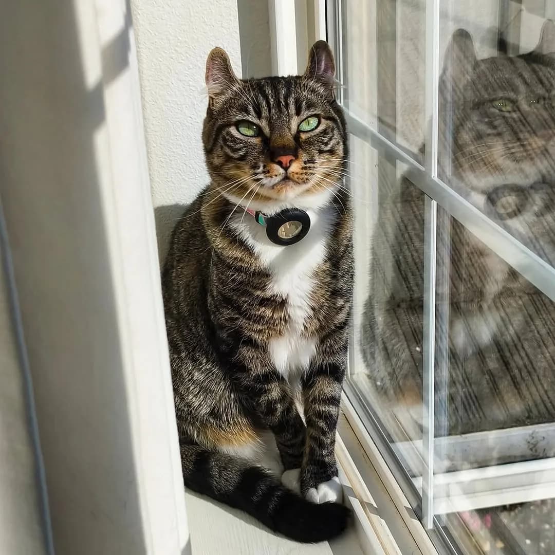 Ollie enjoying some sunny weather.